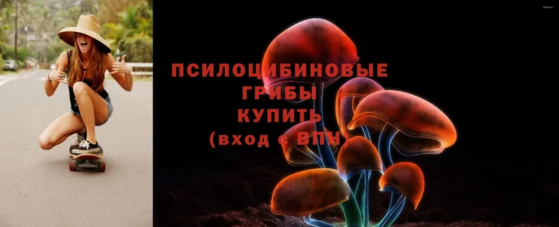 дарнет шоп  Дмитров  Галлюциногенные грибы Magic Shrooms 